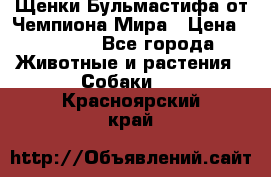 Щенки Бульмастифа от Чемпиона Мира › Цена ­ 1 000 - Все города Животные и растения » Собаки   . Красноярский край